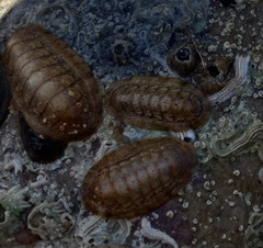 Ischnochiton cariosus