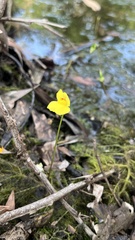 Utricularia aurea