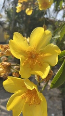 Cochlospermum
