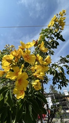 Cochlospermum