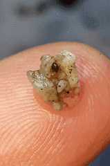 Glossosomatidae