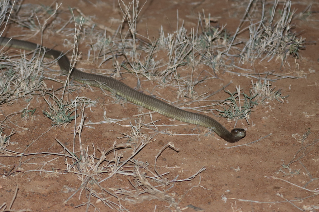 Ashe's Spitting Cobra from Central, Kenya on September 21, 2022 at 07: ...