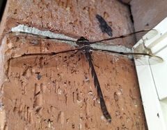 Telephlebia godeffroyi