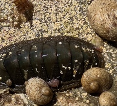 Ischnochiton australis