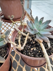 × Graptosedum