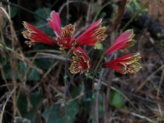 Alstroemeria psittacina