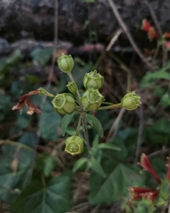 Alstroemeria psittacina