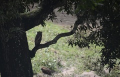 Ketupa zeylonensis