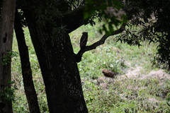Ketupa zeylonensis