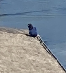 Cyanocorax caeruleus