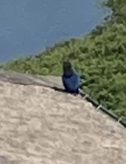 Cyanocorax caeruleus