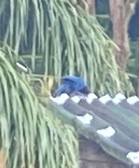 Cyanocorax caeruleus