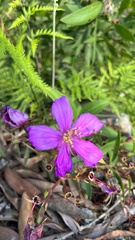 Melastoma