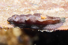 Doriprismatica stellata