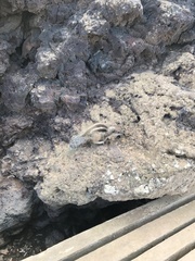 Atlantoxerus getulus