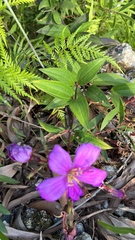 Melastoma