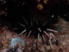 Phyllacanthus irregularis