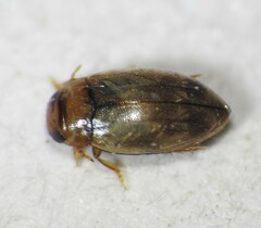 Bidessini