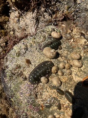 Ischnochiton australis