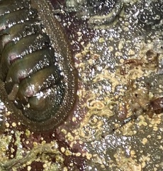 Ischnochiton australis