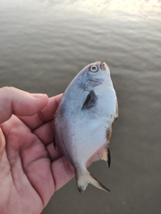 Trachinotus marginatus