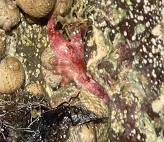 Allostichaster polyplax