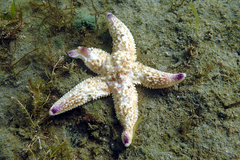 Asterias amurensis