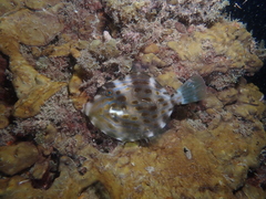 Eubalichthys mosaicus