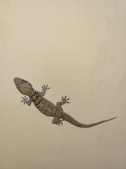 Hemidactylus triedrus