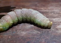 Coequosa australasiae