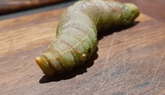 Coequosa australasiae