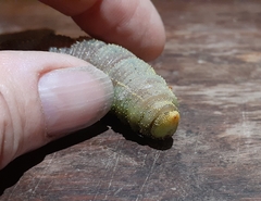 Coequosa australasiae