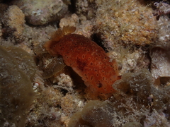 Dendrodoris guttata
