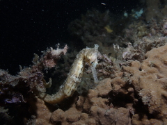 Hippocampus subelongatus