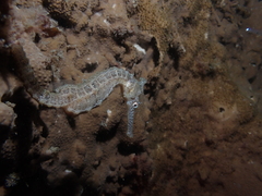Hippocampus subelongatus