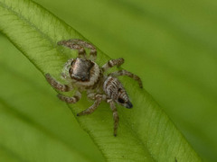Salticidae