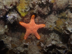 Pentagonaster duebeni