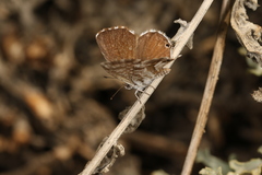 Cacyreus marshalli