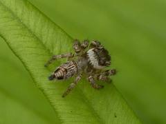 Salticidae