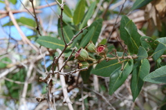 Angophora