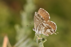 Cacyreus marshalli