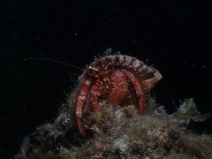 Dardanus crassimanus