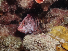 Hypoplectrodes nigroruber