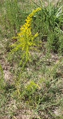 Solidago chilensis