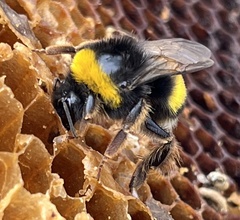 Bombus terrestris lusitanicus