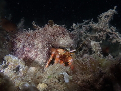 Dardanus crassimanus