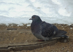 Columba livia domestica