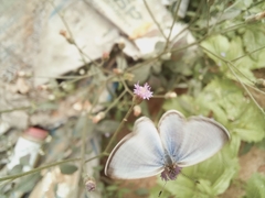 Pseudozizeeria maha