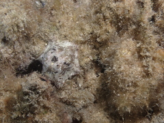 Meridiastra occidens