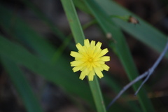 Microseris